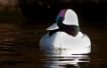 Buffelkopeend (male) 2012 - 04